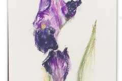 Iris, June 6