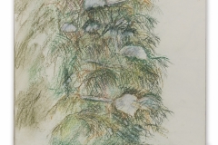 Pine Tree, Winter