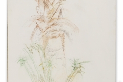 Palm Tree