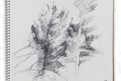 Tree, Franklin, Michigan