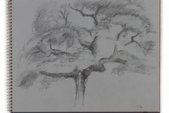 Tree, Philadelphia