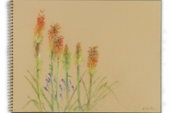 Indian Paintbrush Flowers, Elkhart Lake, WI